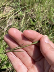 Aspidoglossum woodii