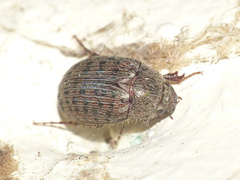 Melolonthinae