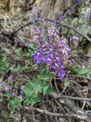 Veronica perfoliata