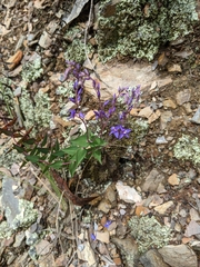 Veronica perfoliata