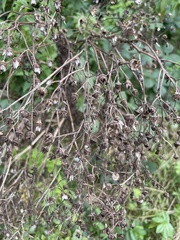 Sonchus palustris