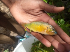 Pseudocrenilabrus multicolor victoriae