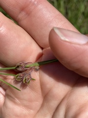 Aspidoglossum woodii