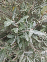 Salix salviifolia