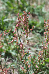 Rumex thyrsiflorus