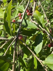 Elaeagnus umbellata