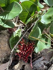Grevillea laurifolia