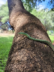 Philothamnus semivariegatus