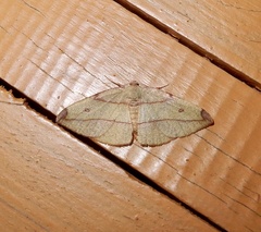 Hypochrosis hyadaria