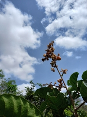Cupania