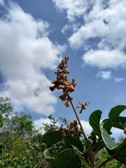 Cupania