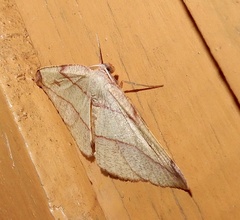Hypochrosis hyadaria