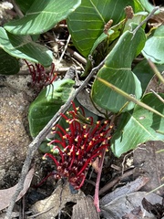 Grevillea laurifolia