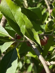 Elaeagnus umbellata