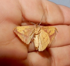 Hypochrosis hyadaria