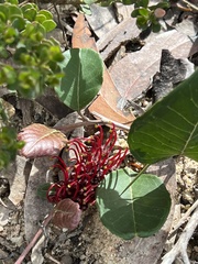Grevillea laurifolia