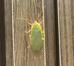Panchlora