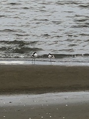 Recurvirostra avosetta