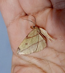 Hypochrosis hyadaria