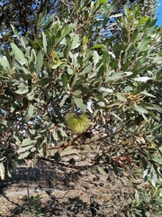 Eucalyptus conferruminata