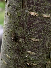 Anthomyia punctipennis