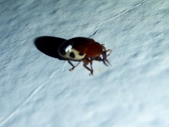Chelonarium ornatum