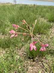 Pelargonium luridum