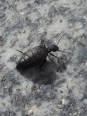 Meloe rugosus