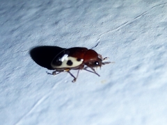 Chelonarium ornatum