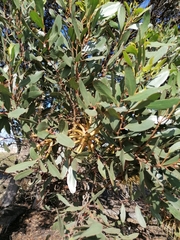 Eucalyptus conferruminata