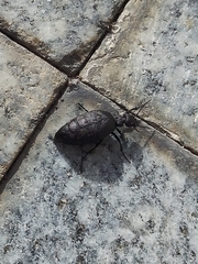 Meloe rugosus