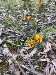 Pultenaea laxiflora