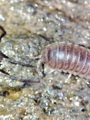 Eluma tuberculata