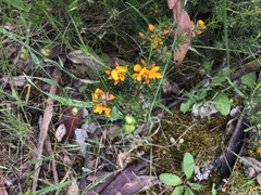 Pultenaea laxiflora