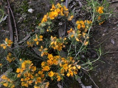 Pultenaea laxiflora