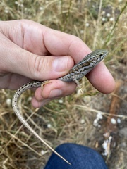 Trachylepis capensis