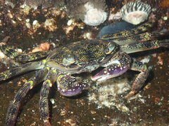 Leptograpsus variegatus