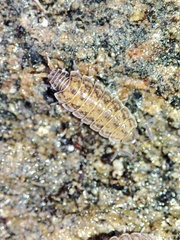 Porcellionides cingendus