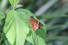 Trapezites symmomus