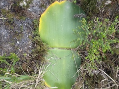 Haemanthus sanguineus