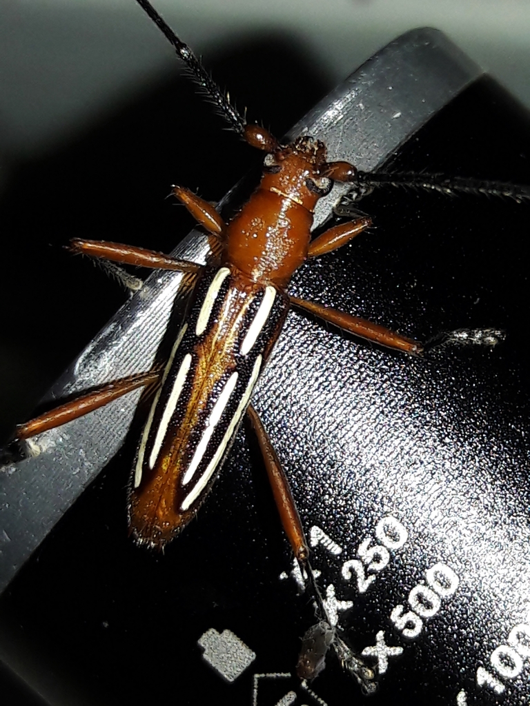 Erosida lineola