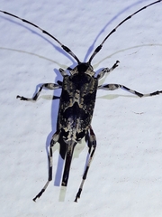 Eutrypanus dorsalis