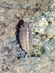 Porcellionides cingendus