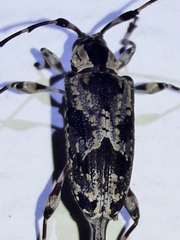 Eutrypanus dorsalis