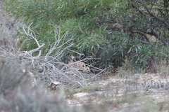Lepus granatensis
