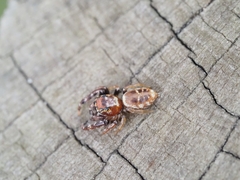 Opisthoncus sexmaculatus