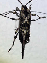 Eutrypanus dorsalis