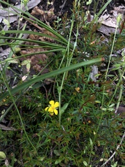 Hibbertia exutiacies