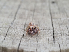 Opisthoncus sexmaculatus