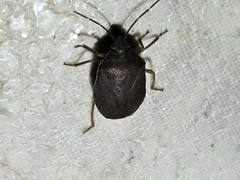 Stictochilus
